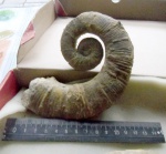 Еще один небольшой Crioceratites sp.