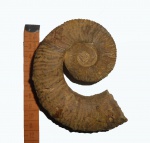 Маленький Crioceratites sp.
