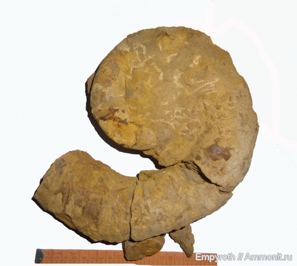 мел, гетероморфные аммониты, нижний мел, Crioceratites, Верхоречье, Cretaceous, Lower Cretaceous, heteromorph ammonites