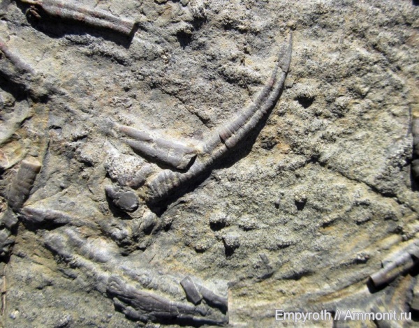 Vermetus