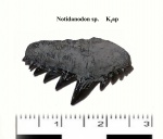 Зуб акулы Notidanodon cf. lanceolatus (Woodward, 1886)