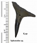 Зуб акулы Sphenodus sp.