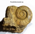 Аммонит Pseudothurmannia angulicostata на матриксе