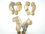 Monachopsis pontica "крылышки"