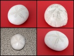 Полированные морские ежи из Крыма