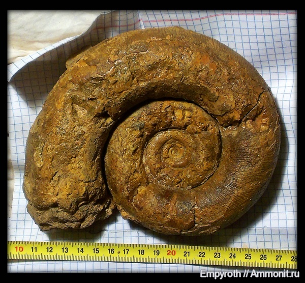 Крым, Biasaloceras, Biasaloceras sauclum, верхний готерив