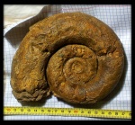 Biаsaloceras sp.