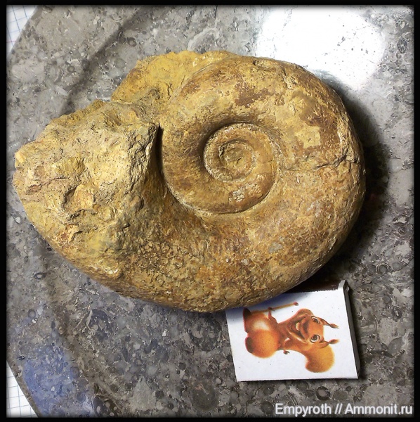 Pictetia