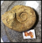 Pictetia sp.