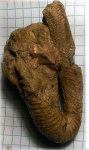 Anahamulina sp.