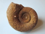 Biasaloceras sp.