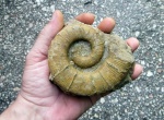 Crioceratites sp.