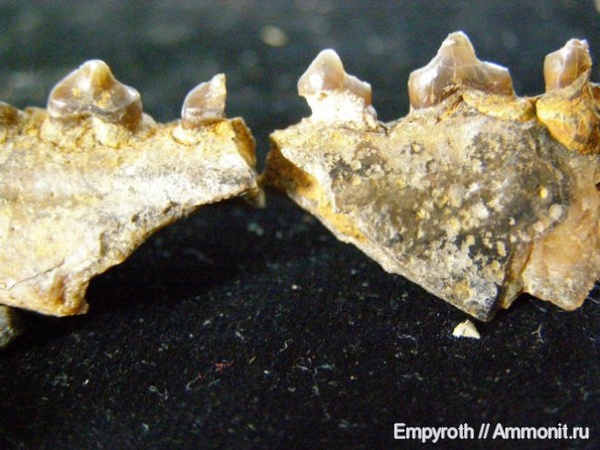 млекопитающие, Крым, сармат, Monachopsis pontica