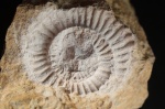 Paltechioceras romanicum