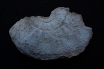 Epideroceras gr. lorioli
