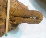Небольшой гетероморфный аммонит из Симферополя