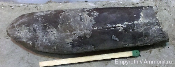 белемниты, Крым, Duvalia lata, Верхоречье, belemnites