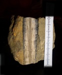 Megateuthis sp.