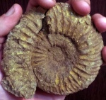 Speetoniceras speetonensis без препарации