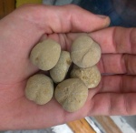 Готтеривские морские ежи Toxaster retusus