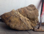 Синемюрский "колесоцерас" (Epideroceras sp.)