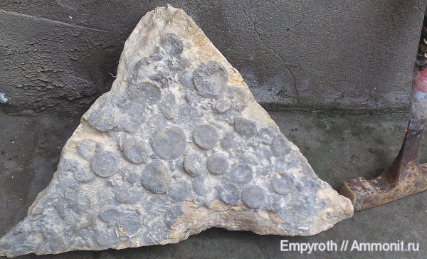 готерив, Cunnolites, Montlivaltia, Montlivaltia intumescens, зона Lyticoceras nodosoplicatum, Cyclolites, Hauterivian
