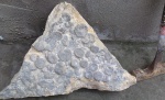 Плитка с одиночными кораллами Montlivaltia intumescens