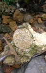 Натюрморт с морским ежом Conoclyphus conoideus