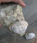 Новые крабы Xanthopsis