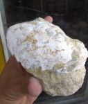 эоценовые крабы Xanthopsis