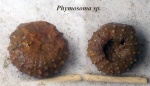 Phymosoma