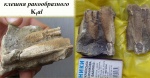 Клешня нижнемелового омара Hoploparia sp.