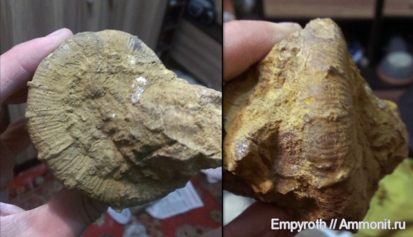 Крым, готерив, Crioceratites, Hauterivian