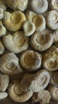 Biasaloceras sp.