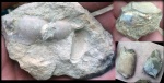 Клешни маасстрихтских рекообразных
