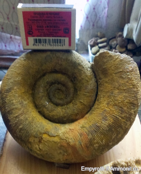 Крым, готерив, Biasaloceras, Biasaloceras sauclum, верхний готерив, Hauterivian