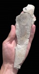 Гетероморфный аммонит из верхов маасстрихта ( Baculites sp.)