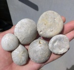 Морской еж Echinocorys sp. из маасстрихта Белогорского района