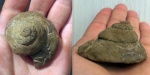 Маасстрихтская гастропода