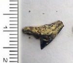 акула (ordo Carcharhiniformes)