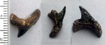 акула Alopias cf. denticulatus