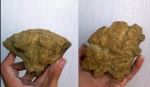 берриасский коралл Meandraraea