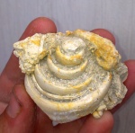 лютецкий Strombus sp. в породе