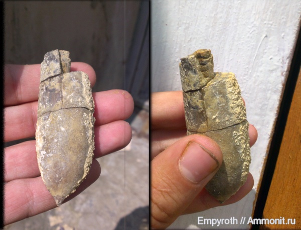 белемниты, берриас, Крым, Duvalia, Berriasian, belemnites