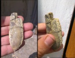 Крупная Duvalia sp. с фрагмоконом (из берриаса Главной гряды Крымских гор)