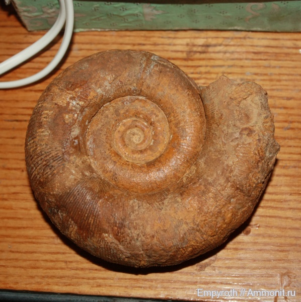 Крым, готерив, Biasaloceras, Biasaloceras sauclum, верхний готерив, Hauterivian
