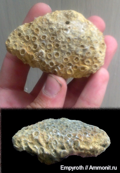 кораллы, Крым, готерив, Stylina, Scleractinia, Трудолюбовка, Hauterivian