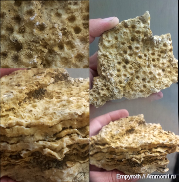 кораллы, Крым, готерив, Scleractinia, Петропавловка, Hauterivian