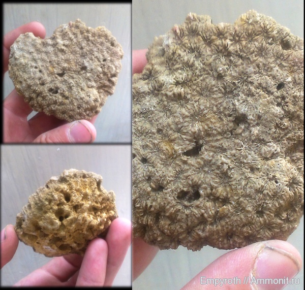 кораллы, Крым, готерив, Scleractinia, Трудолюбовка, Dimorphocaenia, Hauterivian