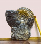 Hecticoceras sp.